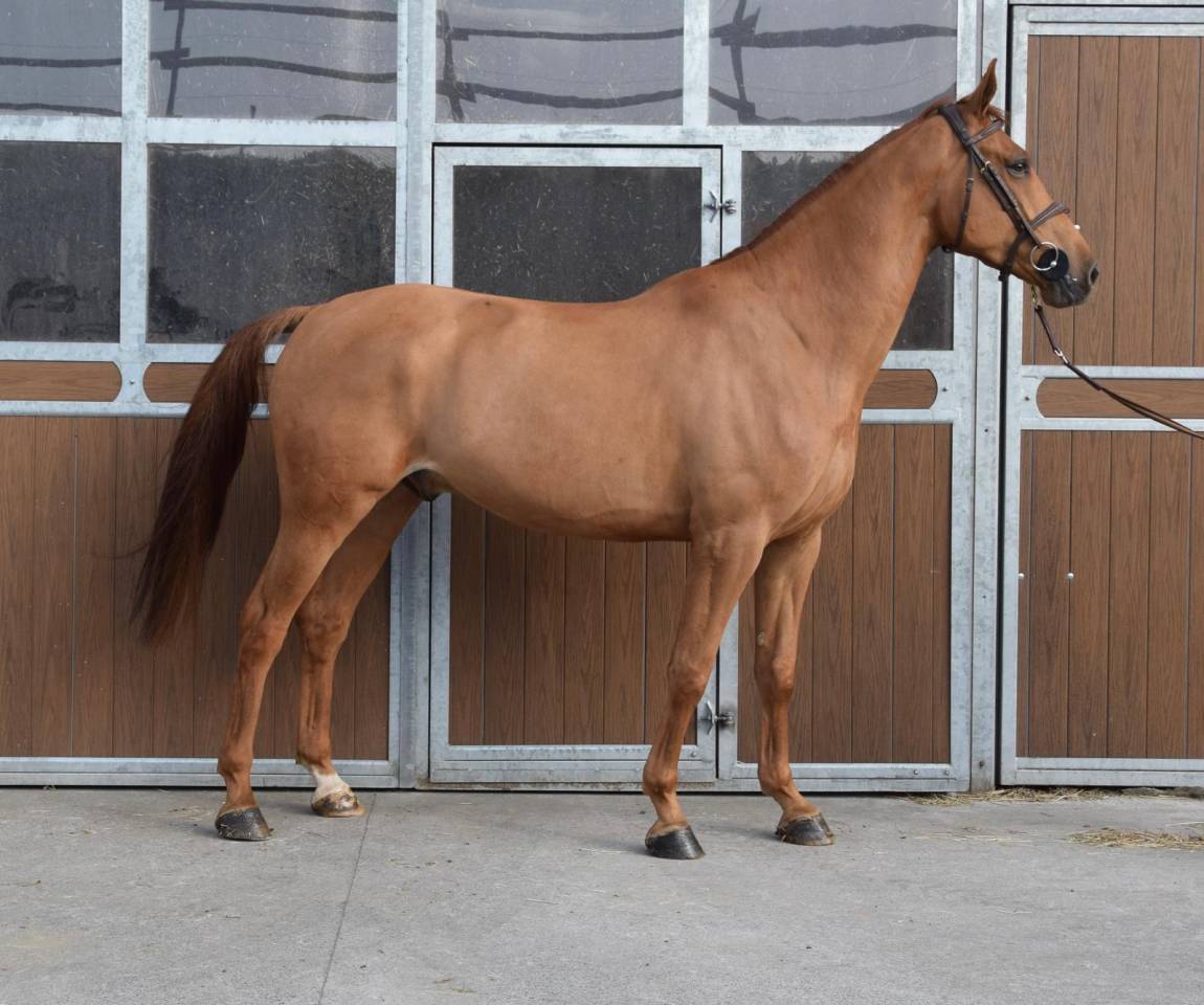 Gelding sBs Belgian Warmblood For sale 2019 Chesnut