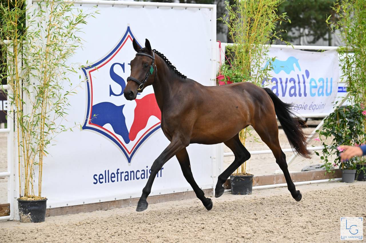 Mare Selle Fran&ccedil;ais For sale 2023 Bay