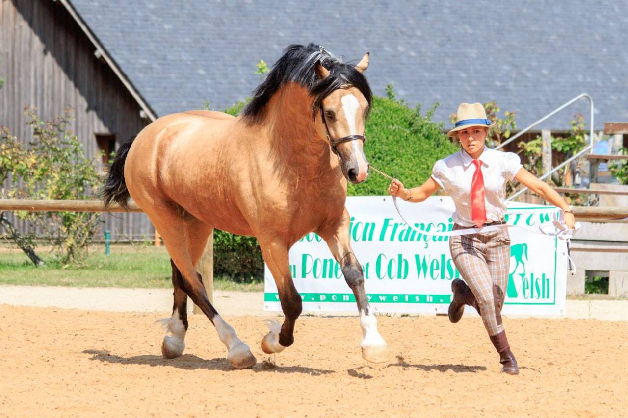 Mare Welsh Pony (Section D), Welsh Cob For sale 2024 Liver chestnut