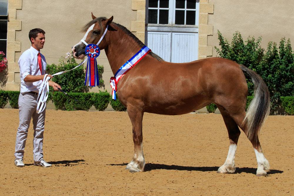 Mare Welsh Pony (Section D), Welsh Cob For sale 2024 Liver chestnut