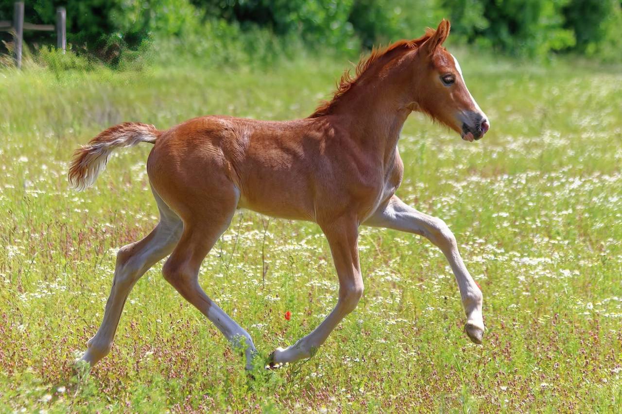 Mare Welsh Pony (Section D), Welsh Cob For sale 2024 Liver chestnut