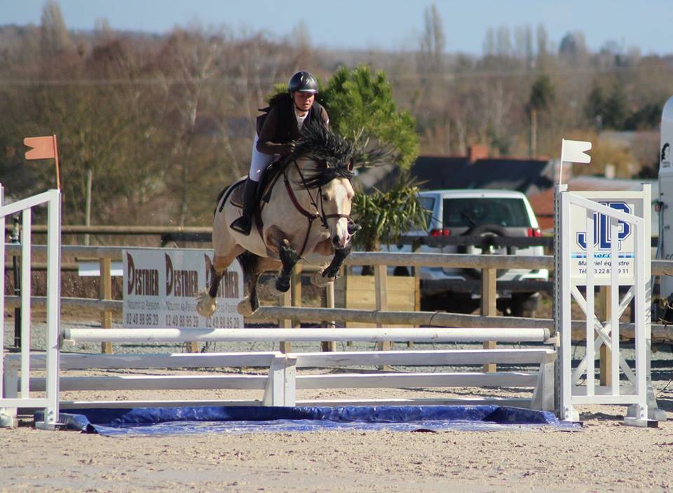 Mare Welsh Pony (Section D), Welsh Cob For sale 2024 Liver chestnut