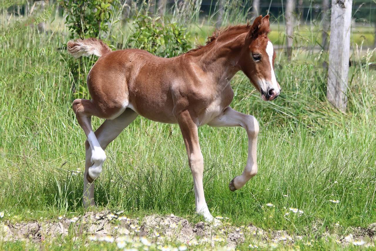 Mare Welsh Pony (Section D), Welsh Cob For sale 2024 Liver chestnut