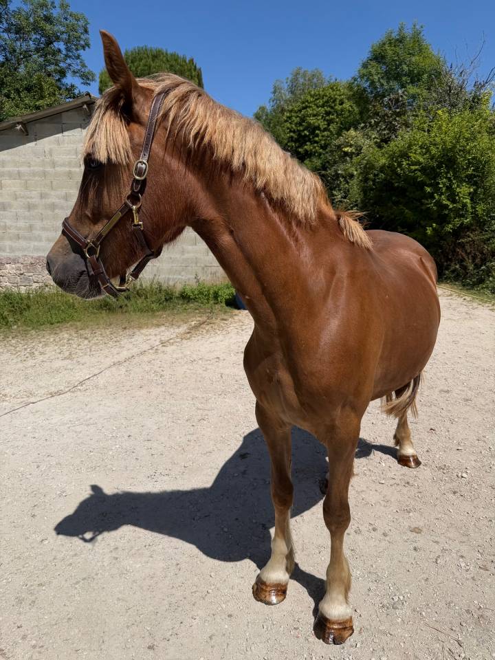 Mare Welsh Pony (Section D), Welsh Cob For sale 2024 Liver chestnut