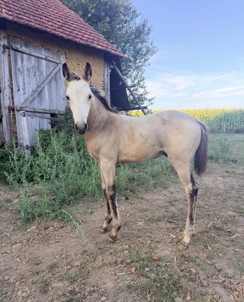 Colt AES Anglo European Studbook For sale 2026 Buckskin