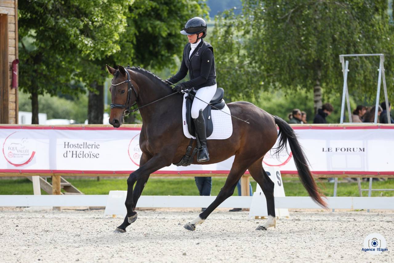 Mare KWPN Dutch Warmblood For sale 2022 Dark Bay
