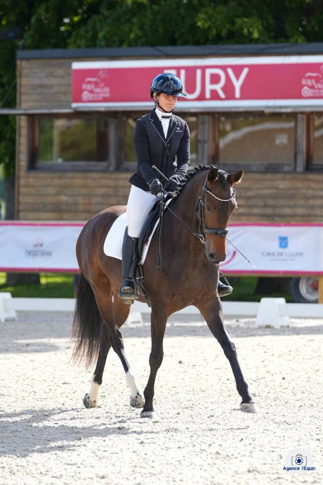 Mare KWPN Dutch Warmblood For sale 2022 Dark Bay