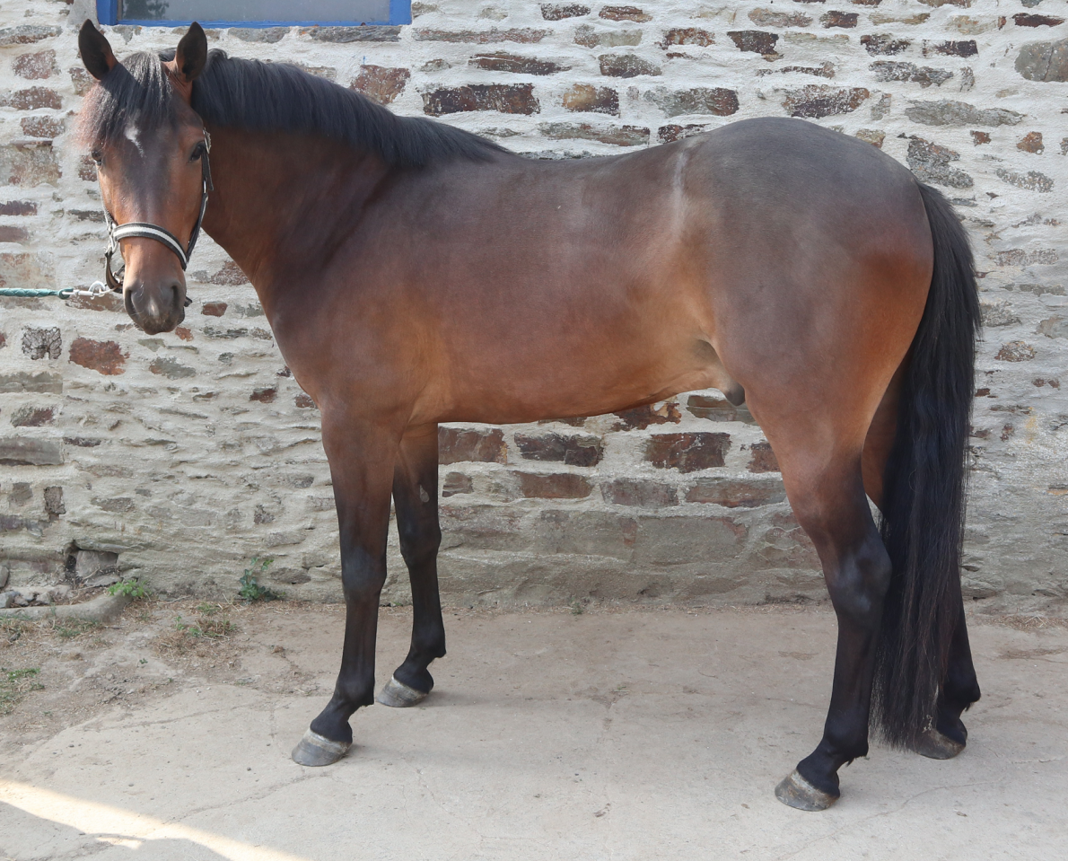 Gelding French Saddle Pony For sale 2023 Dark Bay