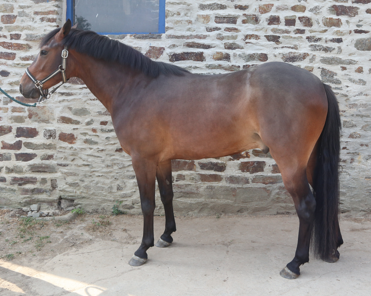 Gelding French Saddle Pony For sale 2023 Dark Bay
