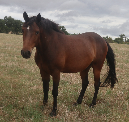 Gelding French Saddle Pony For sale 2023 Dark Bay
