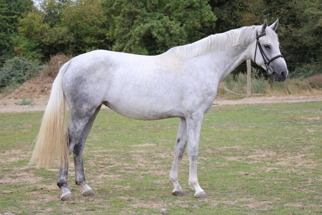 Mare Selle Fran&ccedil;ais For sale 2022 Grey