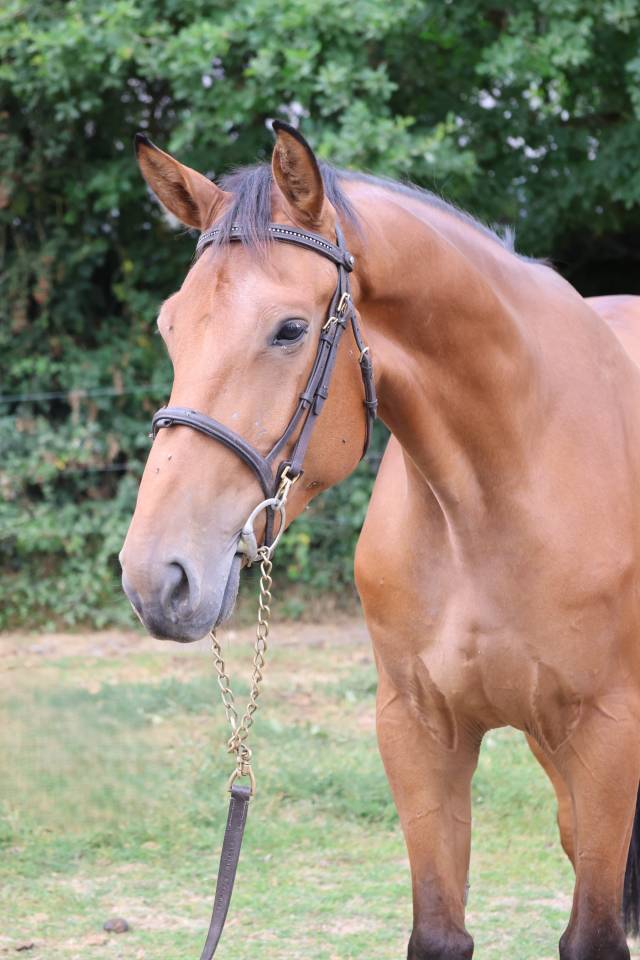 Gelding Selle Fran&ccedil;ais For sale 2022 Bay