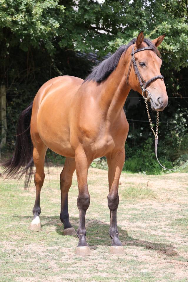 Gelding Selle Fran&ccedil;ais For sale 2022 Bay