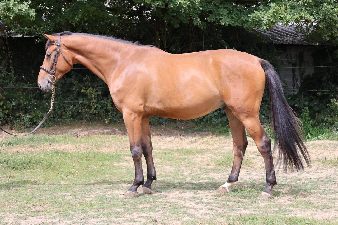 Gelding Selle Fran&ccedil;ais For sale 2022 Bay