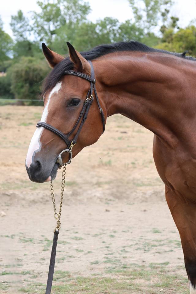 Mare Selle Fran&ccedil;ais For sale 2021 Bay