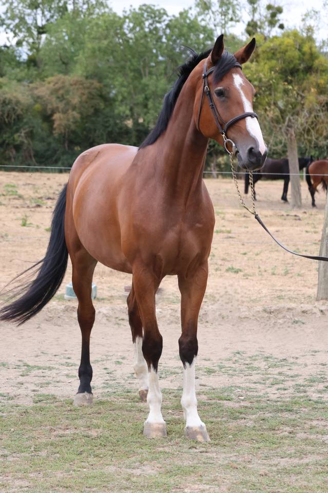 Mare Selle Fran&ccedil;ais For sale 2021 Bay