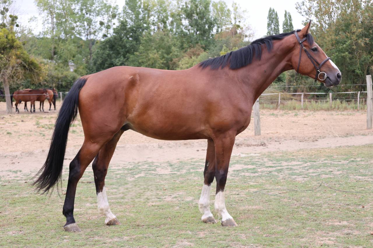 Mare Selle Fran&ccedil;ais For sale 2021 Bay