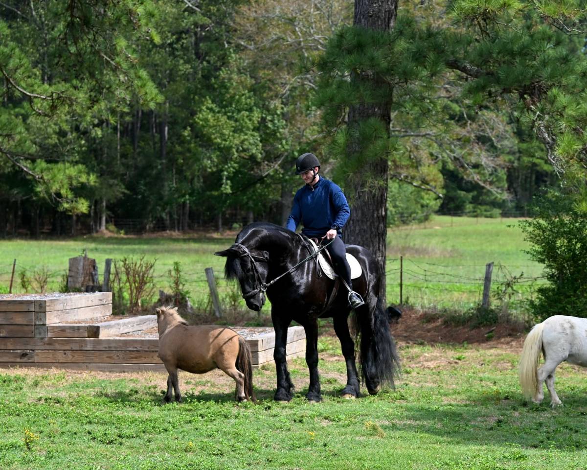 17HH black Friesian gelding 7yo