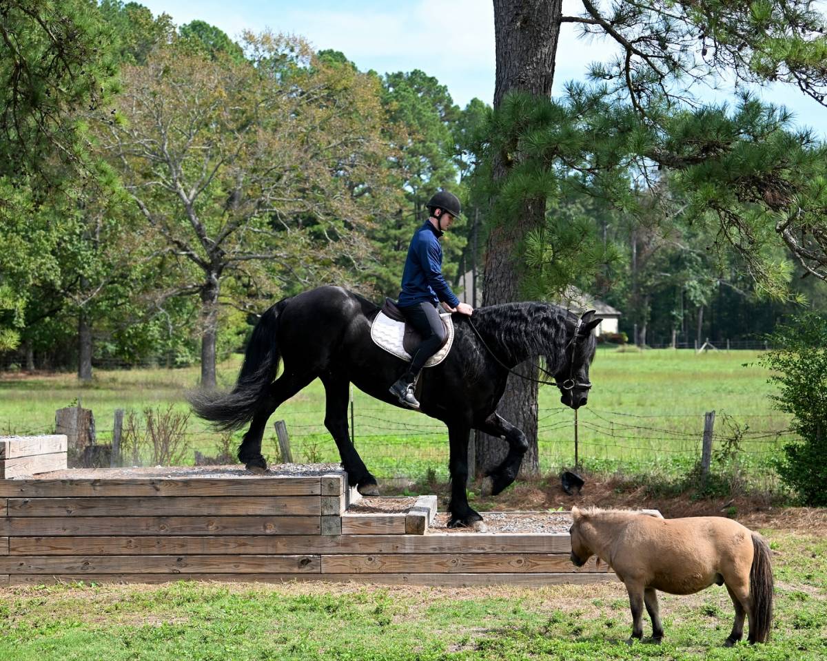 17HH black Friesian gelding 7yo