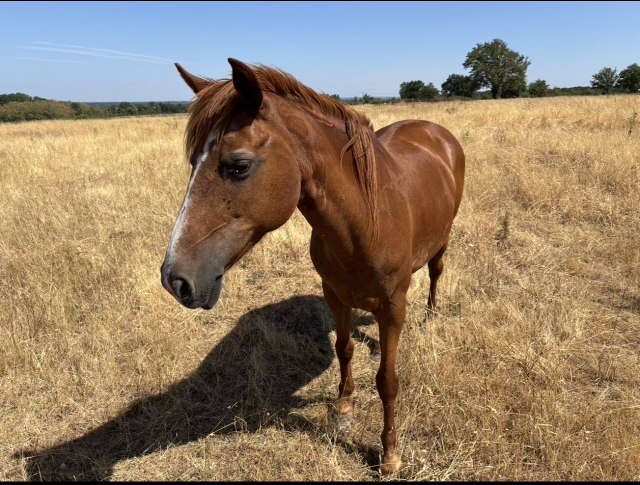 Mare No Origin Recorded For sale 2008 Chesnut