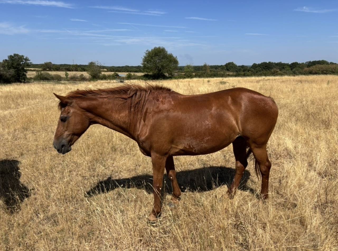 Mare No Origin Recorded For sale 2008 Chesnut