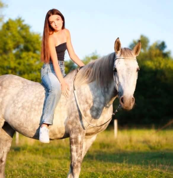 Mare Anglo-Arabian For sale 2015 Grey