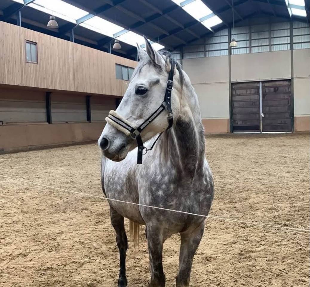 Mare Anglo-Arabian For sale 2015 Grey