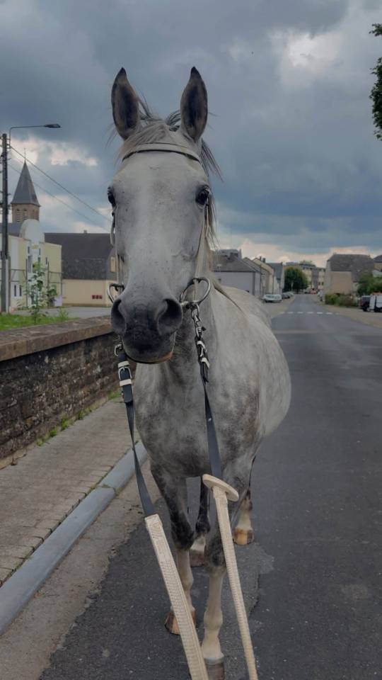 Mare Anglo-Arabian For sale 2015 Grey