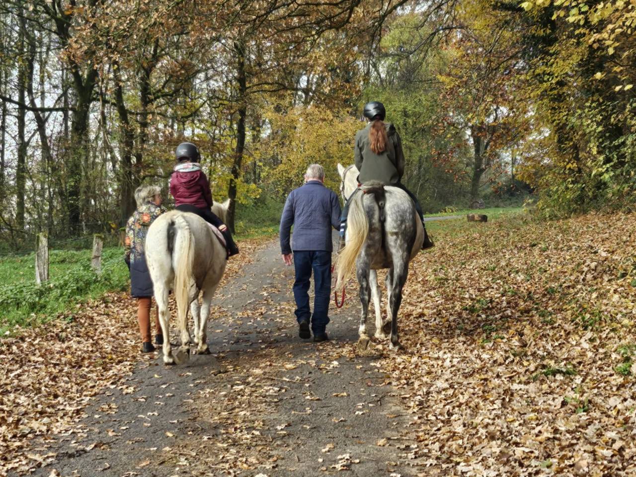 Mare Anglo-Arabian For sale 2015 Grey