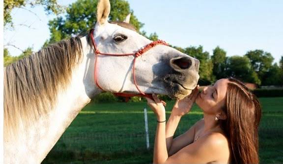 Mare Anglo-Arabian For sale 2015 Grey