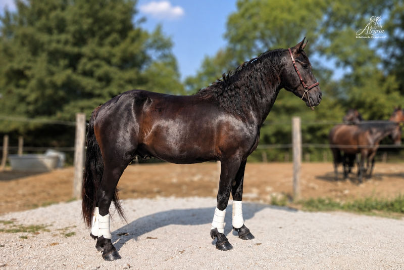 Colt M&eacute;rens For sale 2023 Black