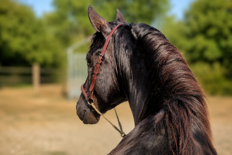 Colt M&eacute;rens For sale 2023 Black