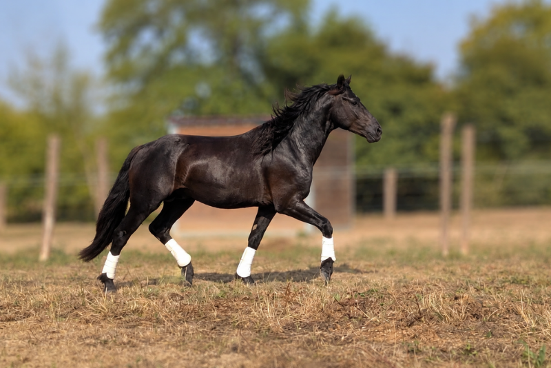 Colt M&eacute;rens For sale 2023 Black