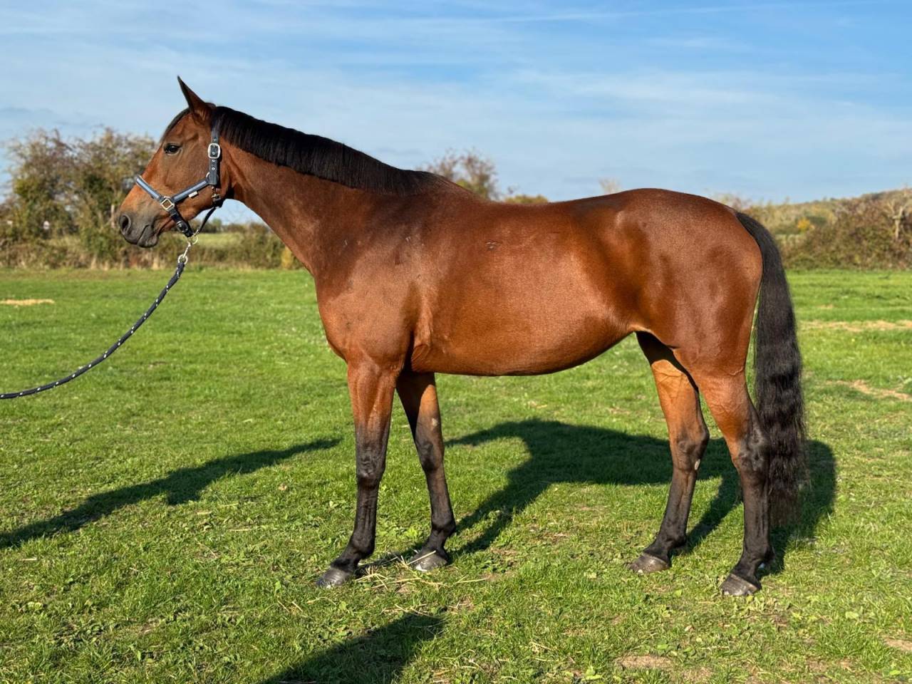 Mare Selle Fran&ccedil;ais For sale 2018 Bay
