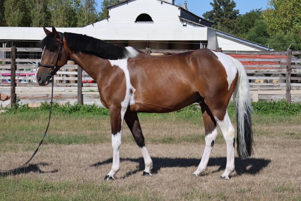 Gelding Selle Fran&ccedil;ais For sale 2016 Coloured
