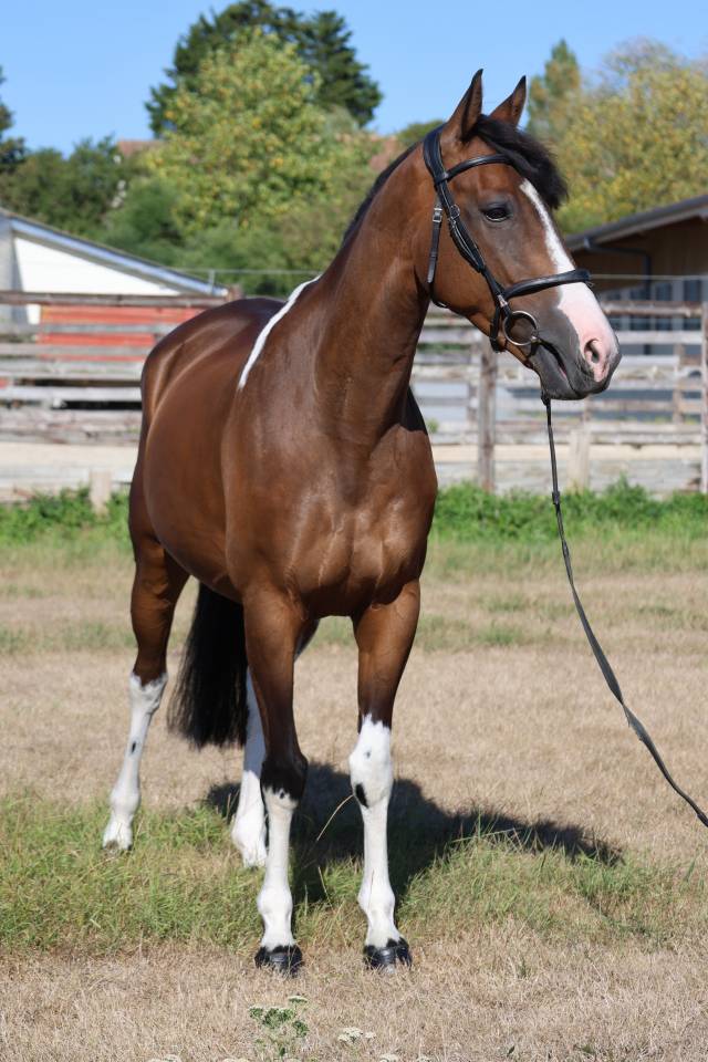 Gelding Selle Fran&ccedil;ais For sale 2016 Coloured