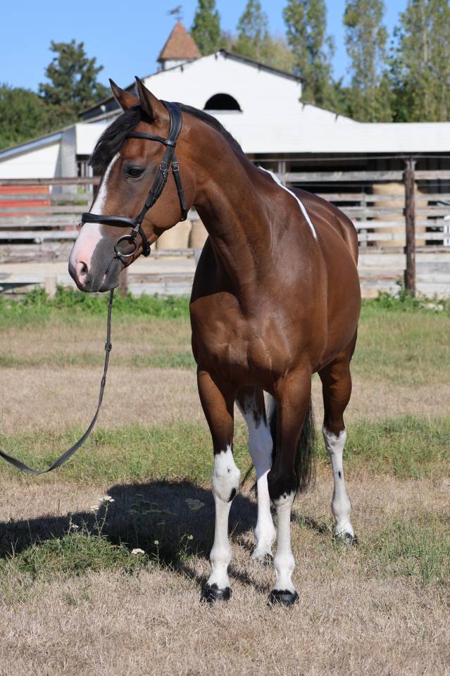 Gelding Selle Fran&ccedil;ais For sale 2016 Coloured
