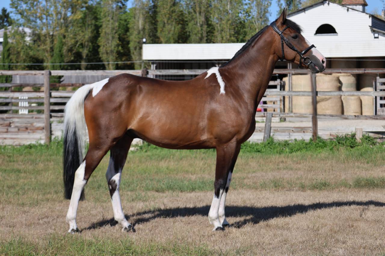 Gelding Selle Fran&ccedil;ais For sale 2016 Coloured