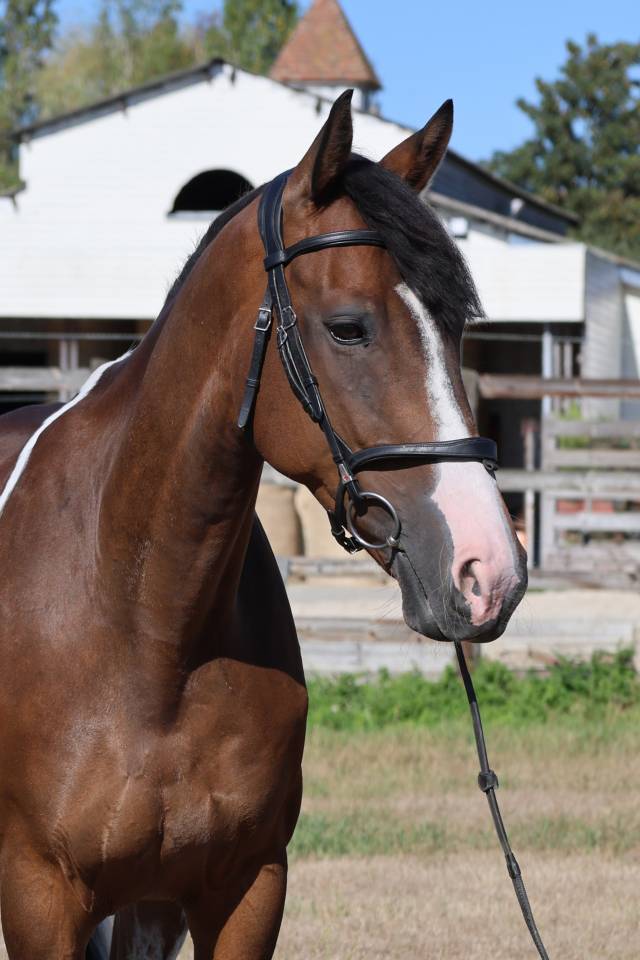 Gelding Selle Fran&ccedil;ais For sale 2016 Coloured