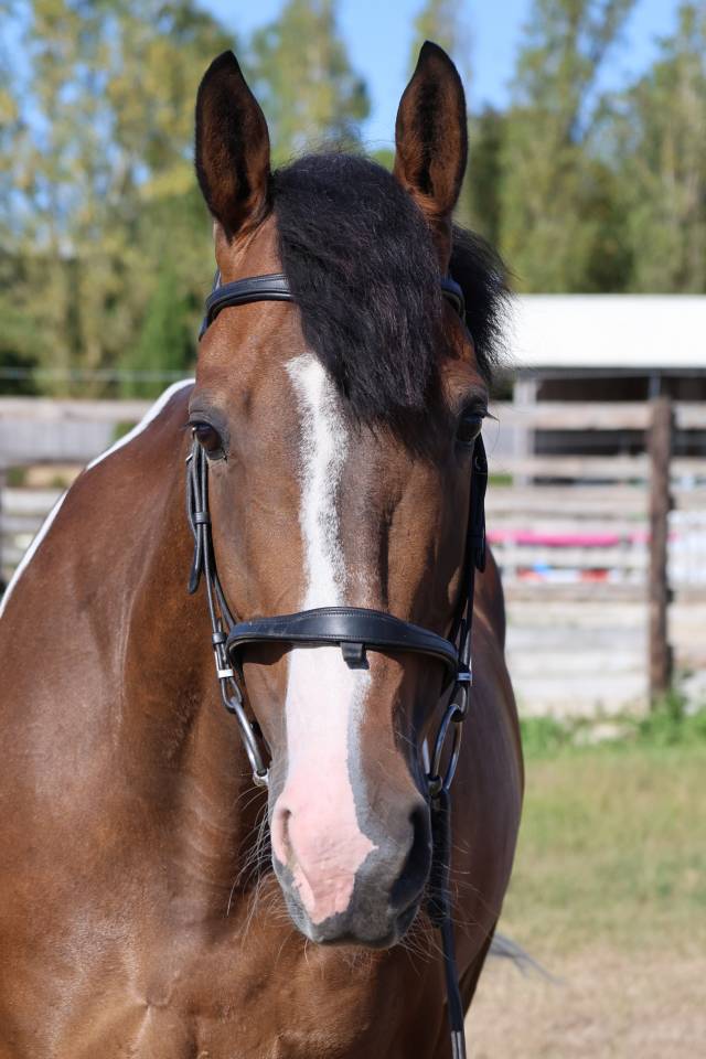 Gelding Selle Fran&ccedil;ais For sale 2016 Coloured