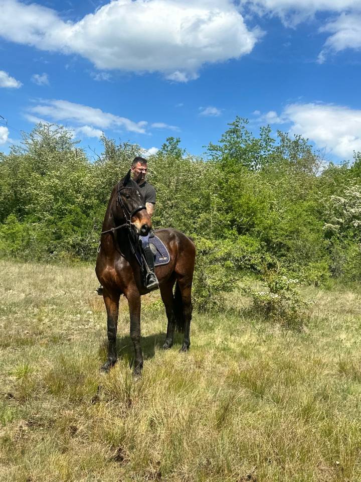 Gelding sBs Belgian Warmblood For sale 2023 Bay