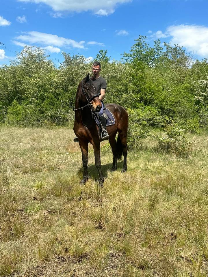 Gelding sBs Belgian Warmblood For sale 2023 Bay