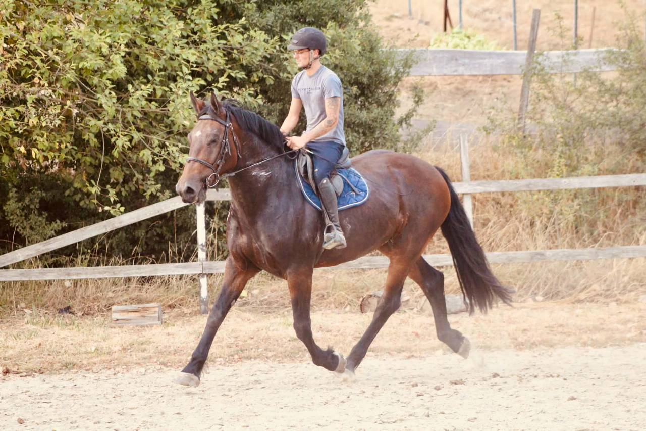 Mare Normandy Cob For sale 2017 Bay