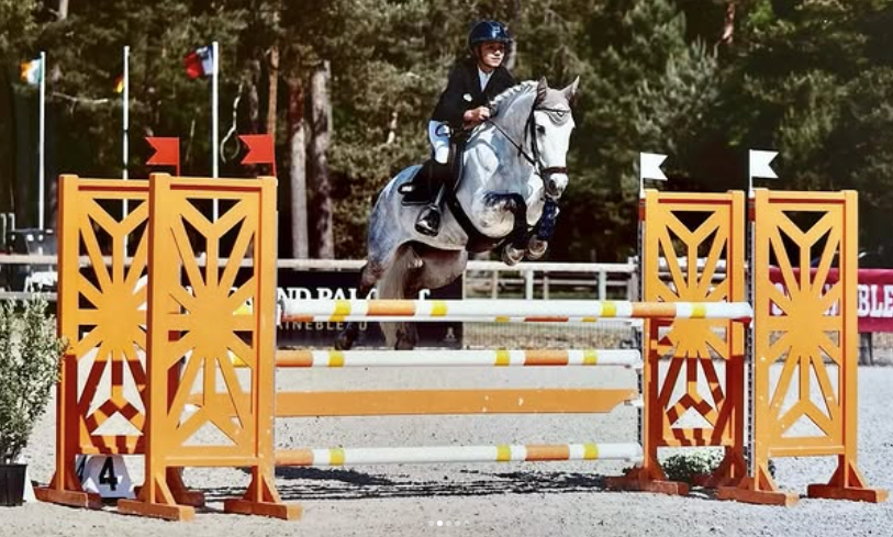 Mare French Saddle Pony For sale 2014 Grey