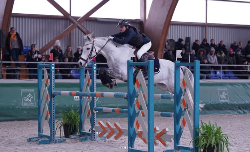 Mare French Saddle Pony For sale 2014 Grey