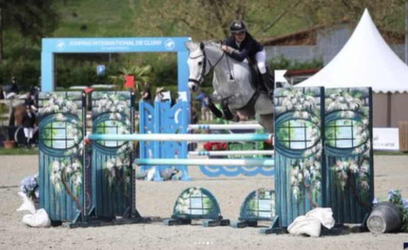 Mare French Saddle Pony For sale 2014 Grey