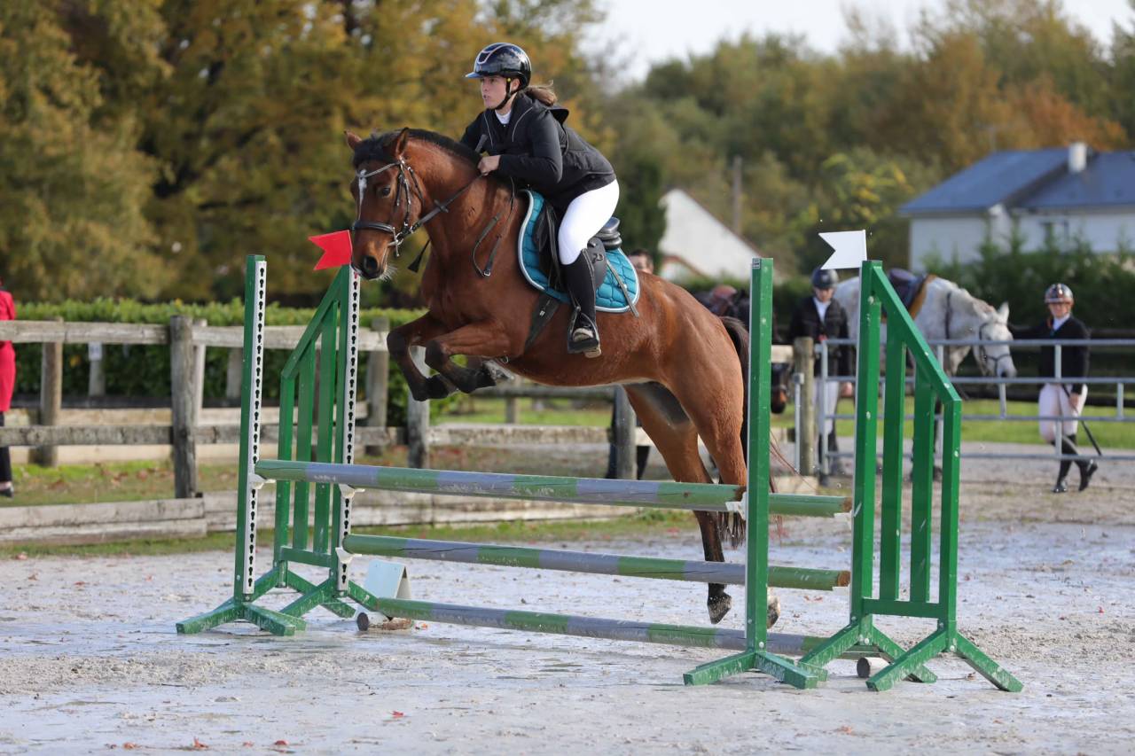 Mare French Saddle Pony For sale 2021 Bay