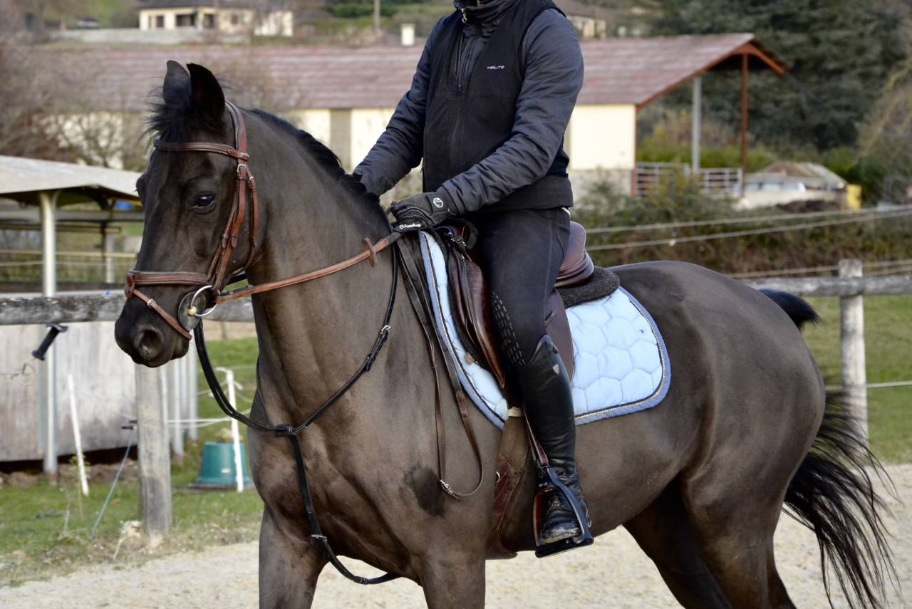 Mare French Saddle Pony For sale 2015 Black