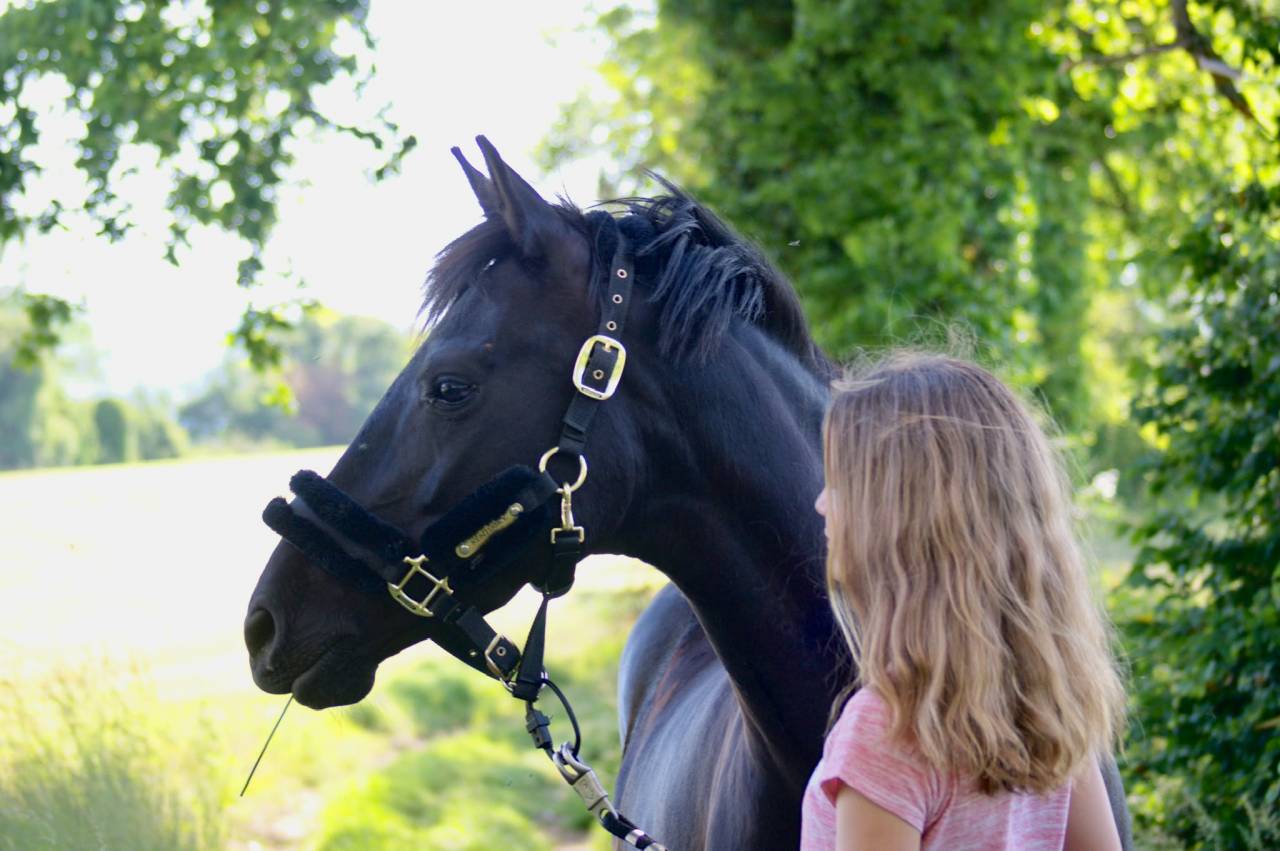 Mare French Saddle Pony For sale 2015 Black