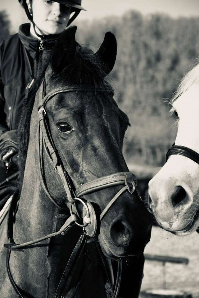 Mare French Saddle Pony For sale 2015 Black